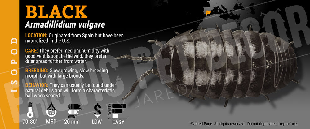 Armadillidium vulgare 'Black' isopod label