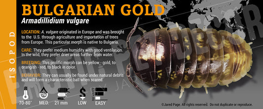 Armadillidium vulgare 'Bulgarian Gold' isopod