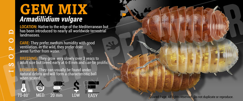 Armadillidium vulgare 'Gem Mix' isopod