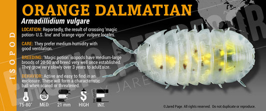 Armadillidium vulgare 'Orange Dalmatian' isopod