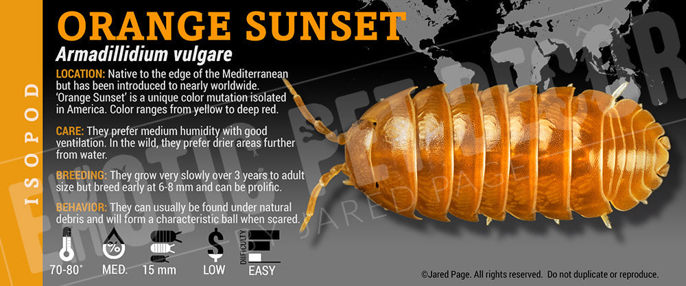 Armadillidium vulgare 'Orange Sunset' isopod label