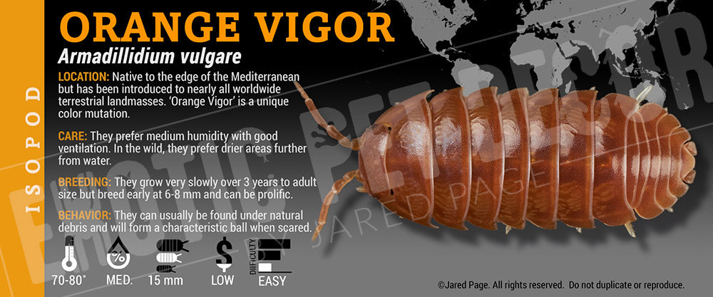 Armadillidium vulgare 'Orange Vigor' isopod label