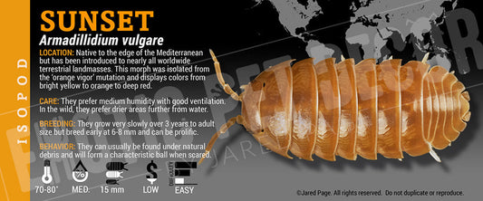 Armadillidium vulgare 'Sunset' isopod label