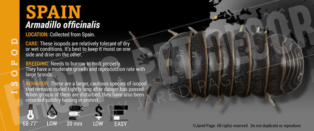 Armadillo officinalis 'Spain' isopod