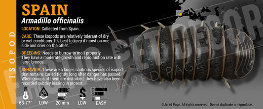 Armadillo officinalis 'Spain' isopod