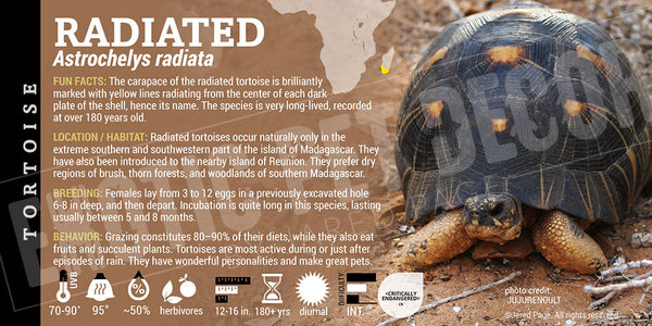 Astrochelys radiata 'Radiated' Tortoise Cards and Enclosure Labels ...