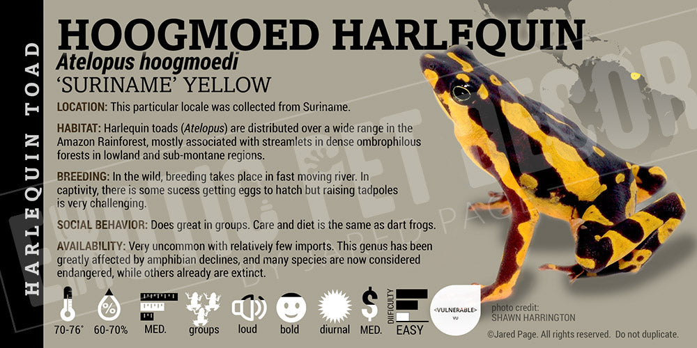 Atelopus hoogmoedi 'Yellow' Dart Frog Label