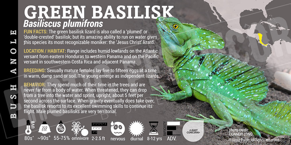 Basiliscus plumifrons 'Green Basilisk' Lizard