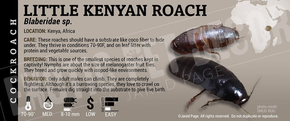 Roach Collector Cards and Enclosure Labels – Exotic Pet Decor