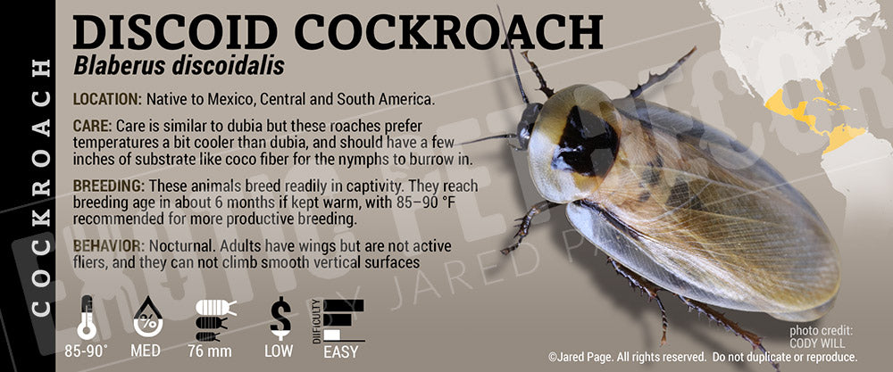 Roaches Label Blaberus discoidalis 'Discoid' Roach Cards and Enclosure Labels ...
