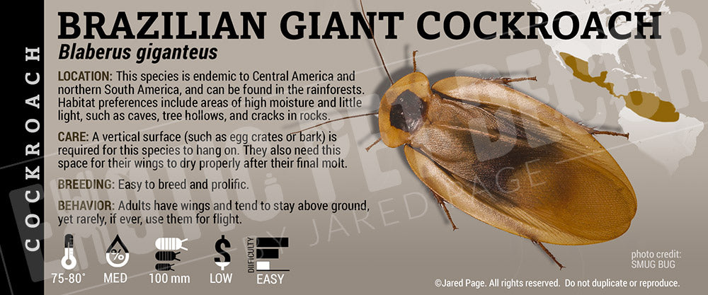 Pickled Cockroach Label Blaberus giganteus 'Brazilian Giant' Roach Cards and Enclosure Labels ...