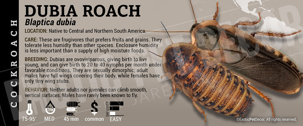 Roaches Label Blapatica dubia 'Dubia' Roach Cards and Enclosure Labels – Exotic Pet Decor