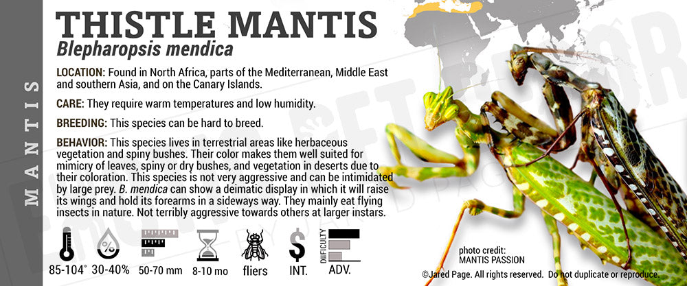 Blepharopsis mendica 'Thistle' Mantis