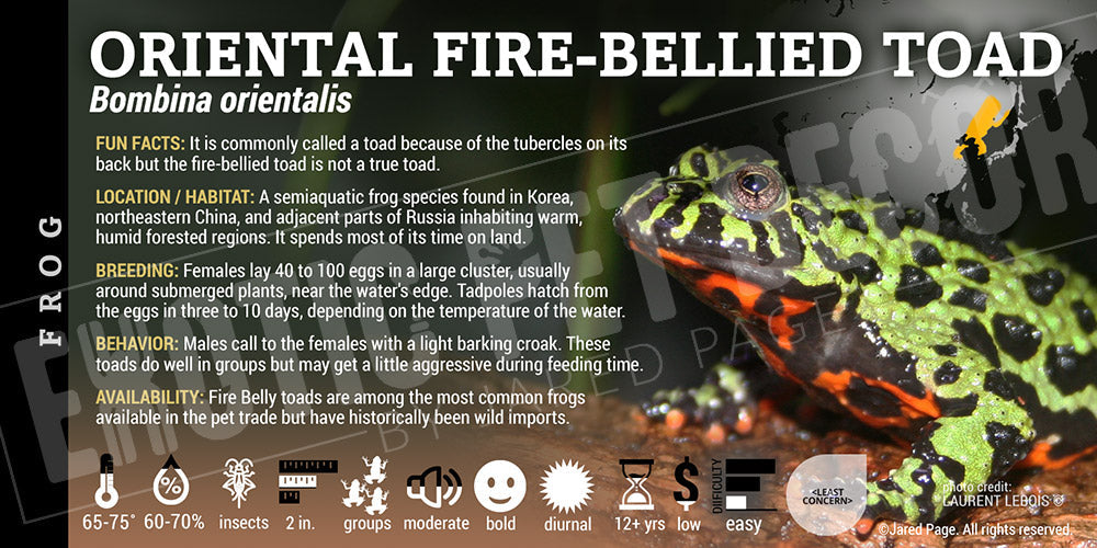 Bombina orientalis 'Fire Belly Toad'