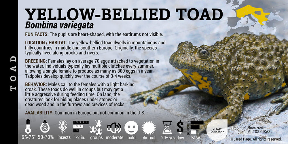 Bombina variegata 'Yellow Bellied Toad'