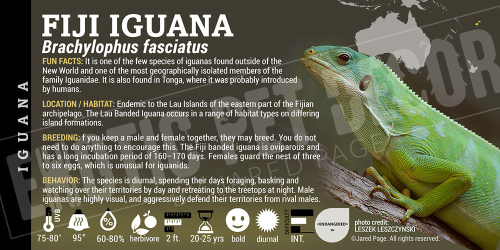 Brachylophus fasciatus 'Fiji' Iguana Cards and Enclosure Labels ...