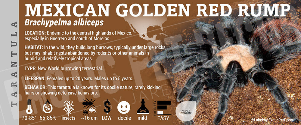 Brachypelma albiceps 'Mexican Golden Red Rump' Tarantula Cards and ...