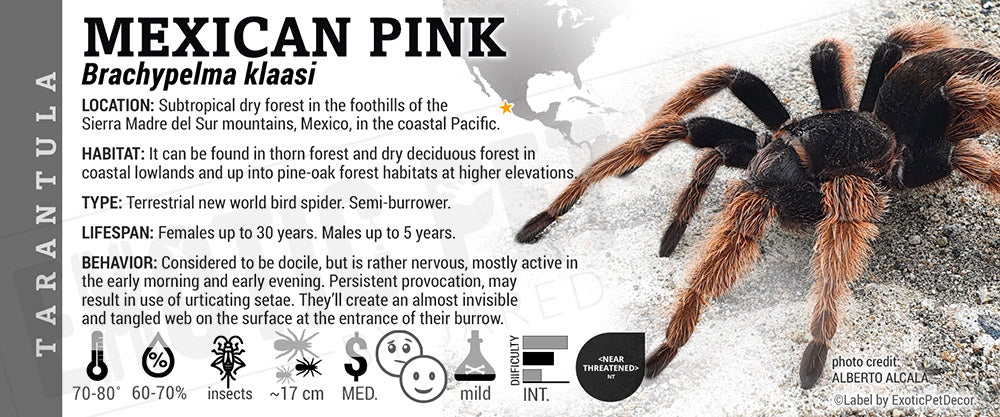 Brachypelma klaasi 'Mexican Pink White' Tarantula Cards and Enclosure ...