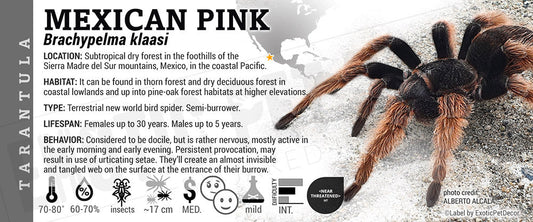 Brachypelma klaasi 'Mexican Pink White' Tarantula