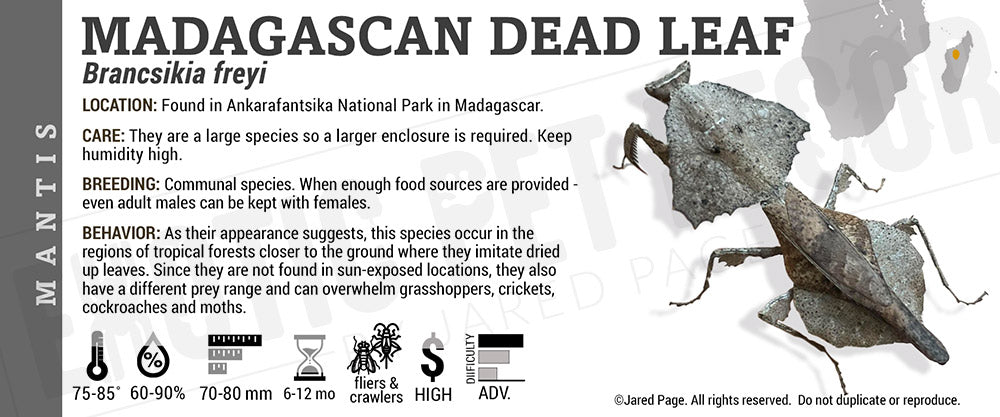 Brancsikia freyi 'Madagascan Dead Leaf' Mantis