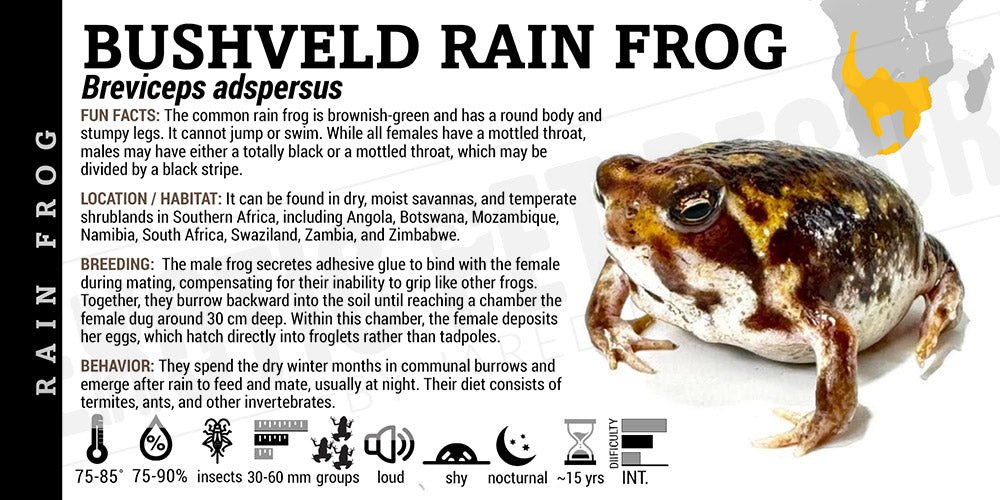 Breviceps adspersus 'Rainfrog'