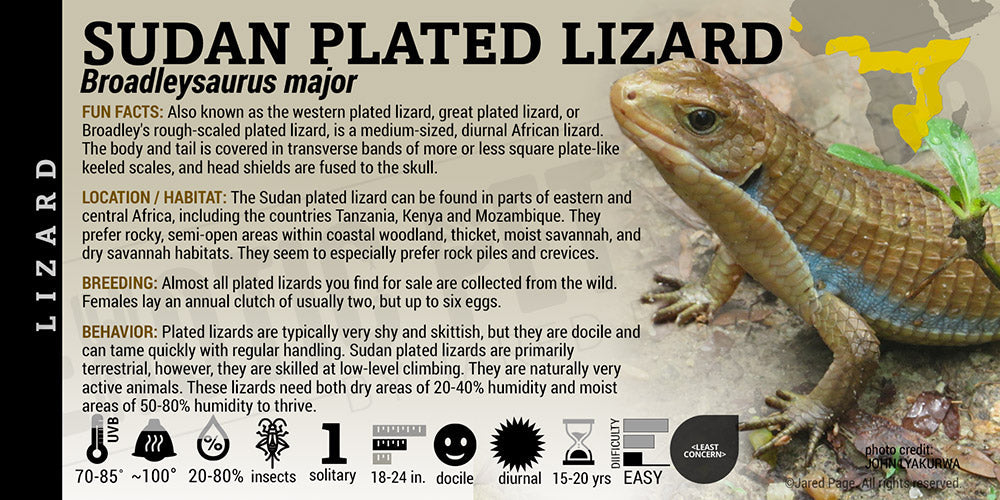 Broadleysaurus major 'Sudan Plated' Lizard