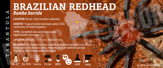 Bumba cabocla 'Brazilian Redhead' Tarantula