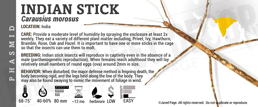 Carausius morosus 'Indian Stick Bug'