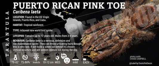 Caribena laeta 'Puerto Rican Pink Toe' Tarantula