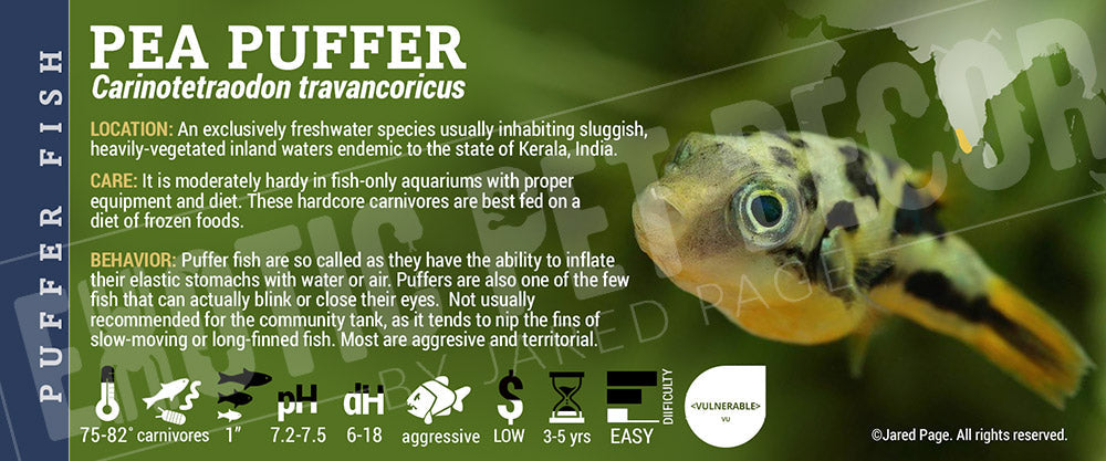 Carinotetraodon travancoricus 'Pea Puffer Fish'