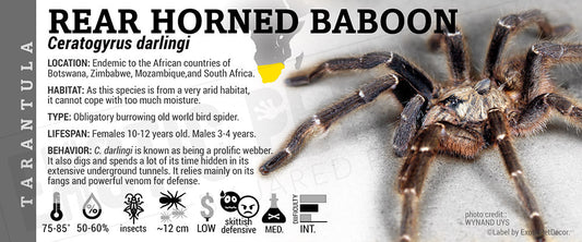 Ceratogyrus darlingi 'Rear Horned Baboon' Tarantula