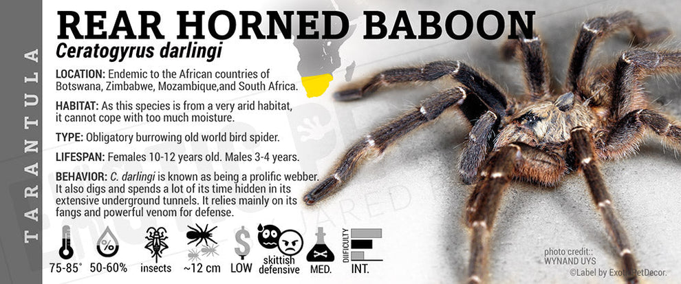 Ceratogyrus darlingi 'Rear Horned Baboon' Tarantula Cards and Enclosure ...