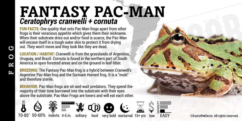 Pacman Exotics Ceratophrys cranwelli + cornuta 'Fantasy Pacman' Enclosure Labels ...
