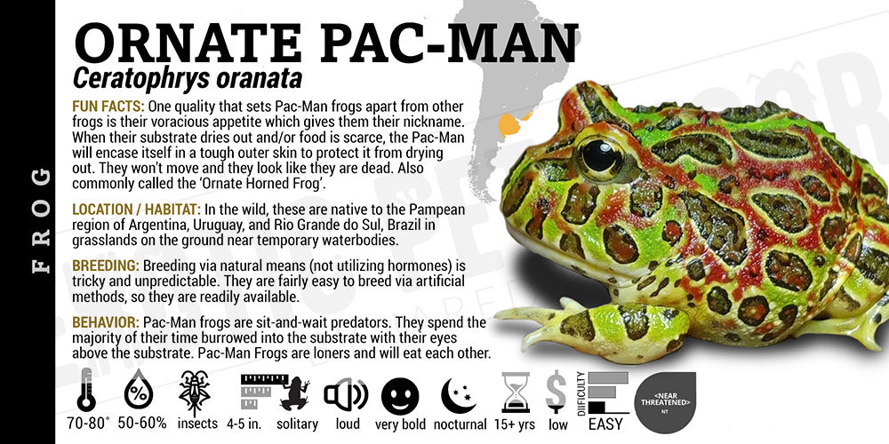 Pacman Exotics Ceratophrys ornata 'Ornate Pacman' Cards and Enclosure Labels – Exotic ...