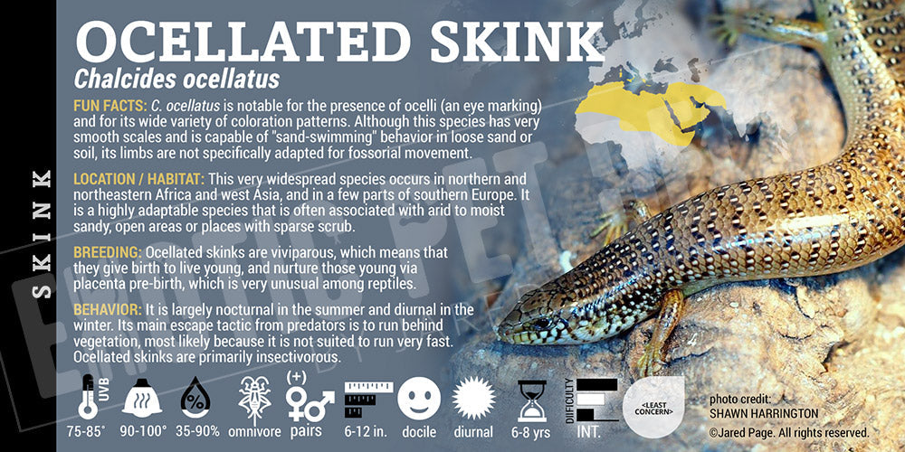 Chalcides ocellatus 'Ocellated' Skink