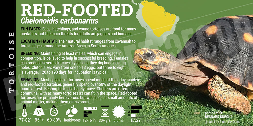 Chelonoidis carbonarius 'Red Footed' Tortoise