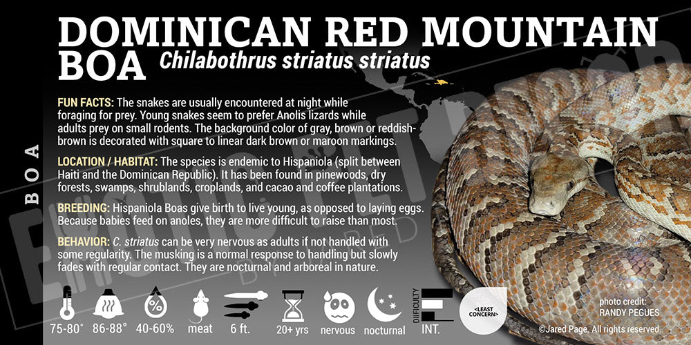 Chilabothrus striatus 'Dominican Red Mountain' Boa