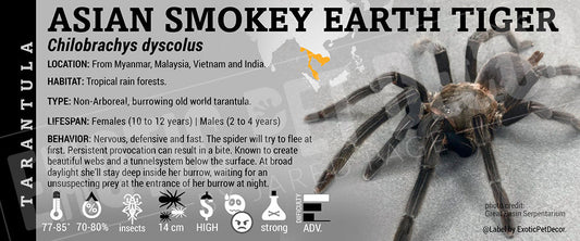 Chilobrachys dyscolus 'Asian Smokey Earth Tiger' Tarantula