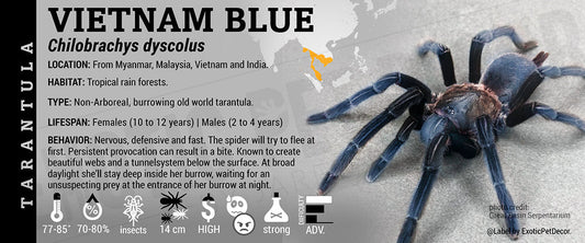 Chilobrachys dyscolus 'Vietnam Blue' Tarantula