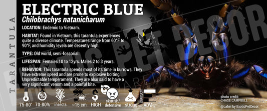 Chilobrachys natanicharum 'Electric Blue' Tarantula