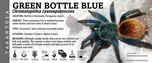 Chromatopelma cyaneopubescens 'Green Bottle Blue' Tarantula