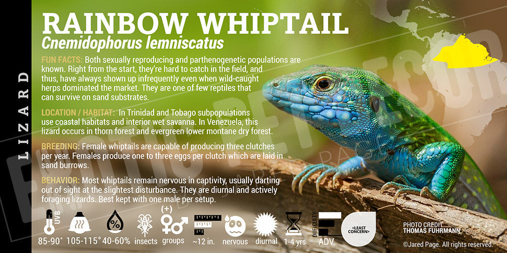 Lable Lizard Cnemidophorus lemniscatus 'Rainbow Whip' Lizard Cards and Enclosure ...