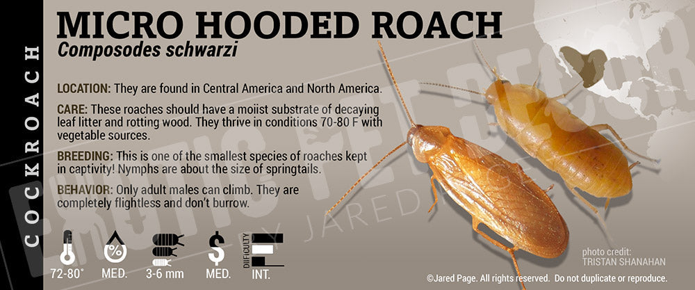 Micro Cockroach Composodes schwarzi 'Micro Hooded' Roach Cards and Enclosure Labels ...
