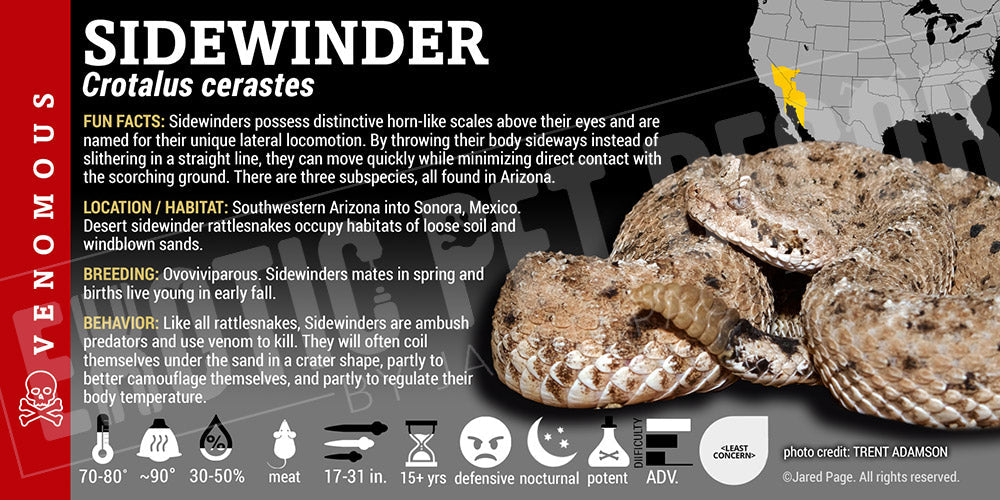 Crotalus cerastes 'Sidewinder'