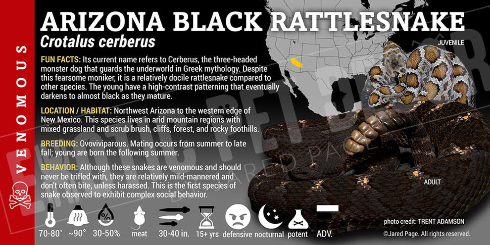 Crotalus cerberus 'Arizona Black' Rattlesnake Cards and Enclosure ...