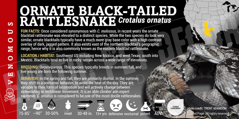 Crotalus ornatus 'Ornate Black Tailed' Rattlesnake