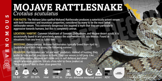 Crotalus scutulatus 'Mojave' Rattlesnake