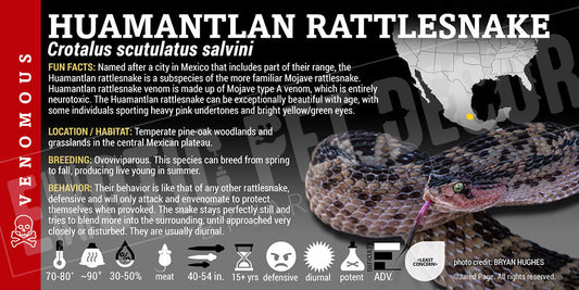 Crotalus scutulatus salvini 'Huamantlan' Rattlesnake