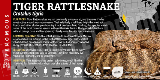 Crotalus tigris 'Tiger' Rattlesnake