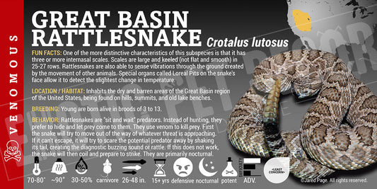 Crotalus viridis lutosus 'Great Basin' Rattlesnake